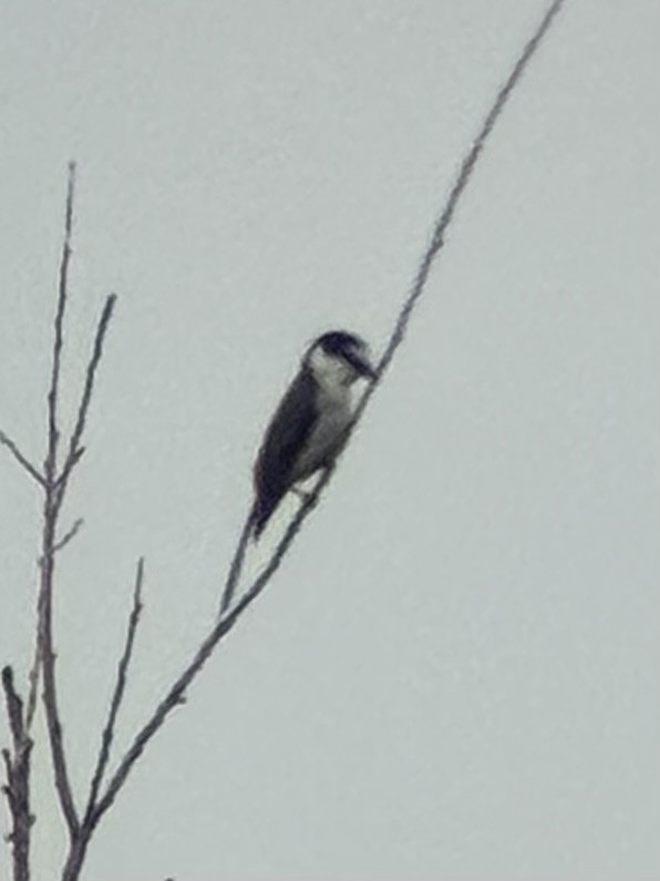 Ashy Minivet - ML639066502