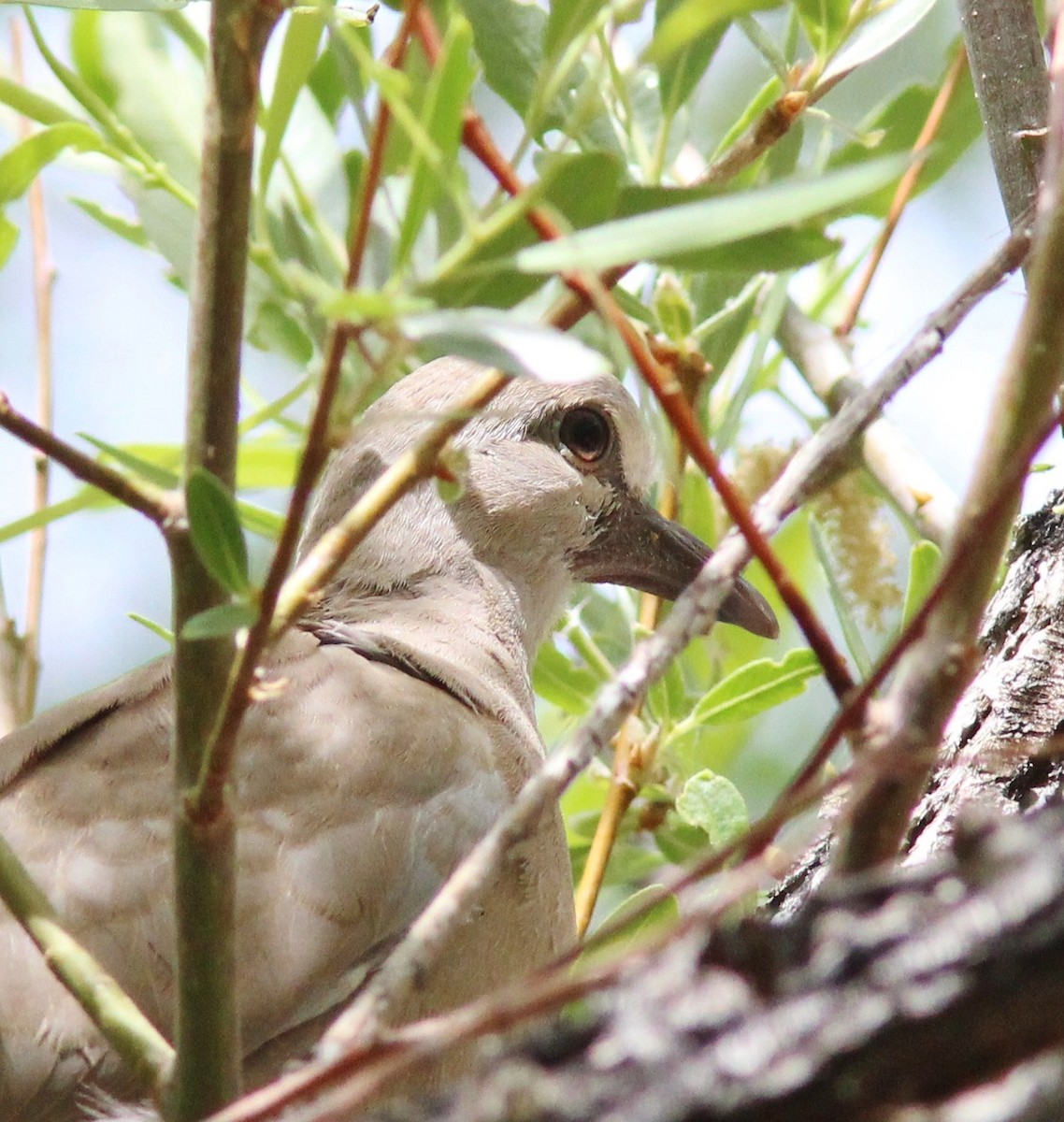 Eurasian Collared-Dove - ML639066509