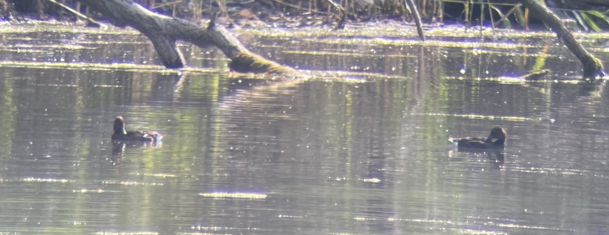 Ferruginous Duck - ML639066518