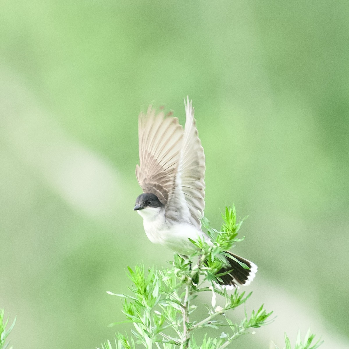 Eastern Kingbird - ML639066535