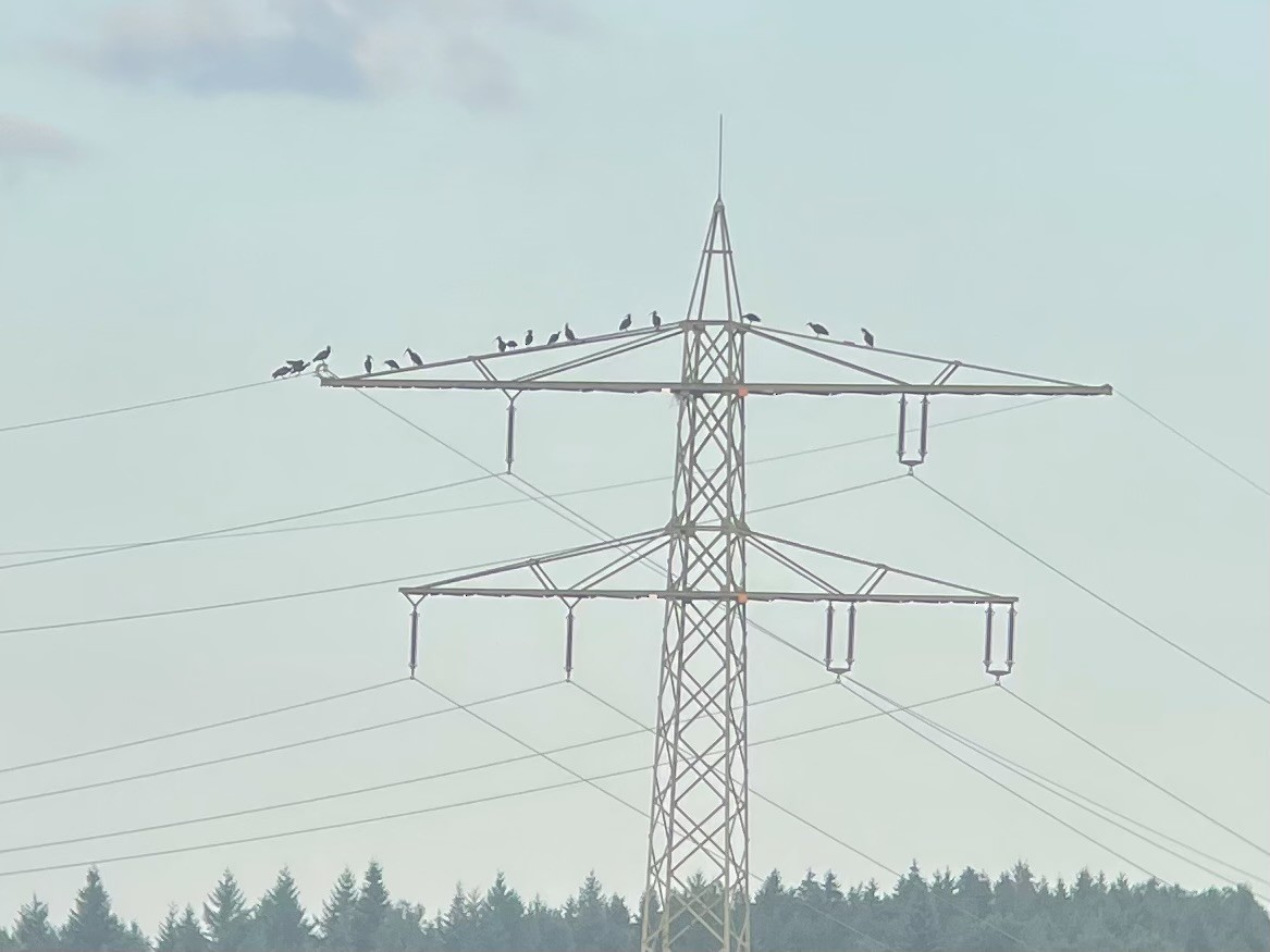 Northern Bald Ibis - ML639066554