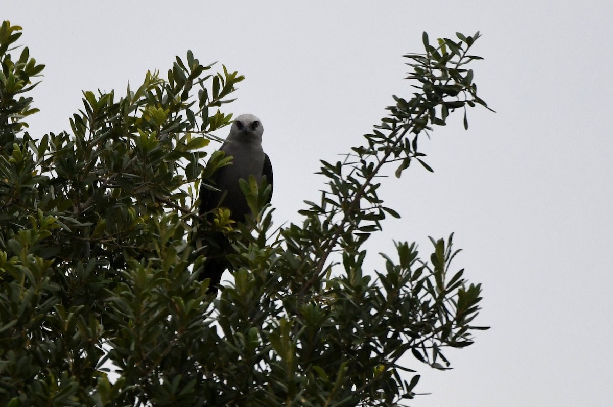 Mississippi Kite - ML639066585
