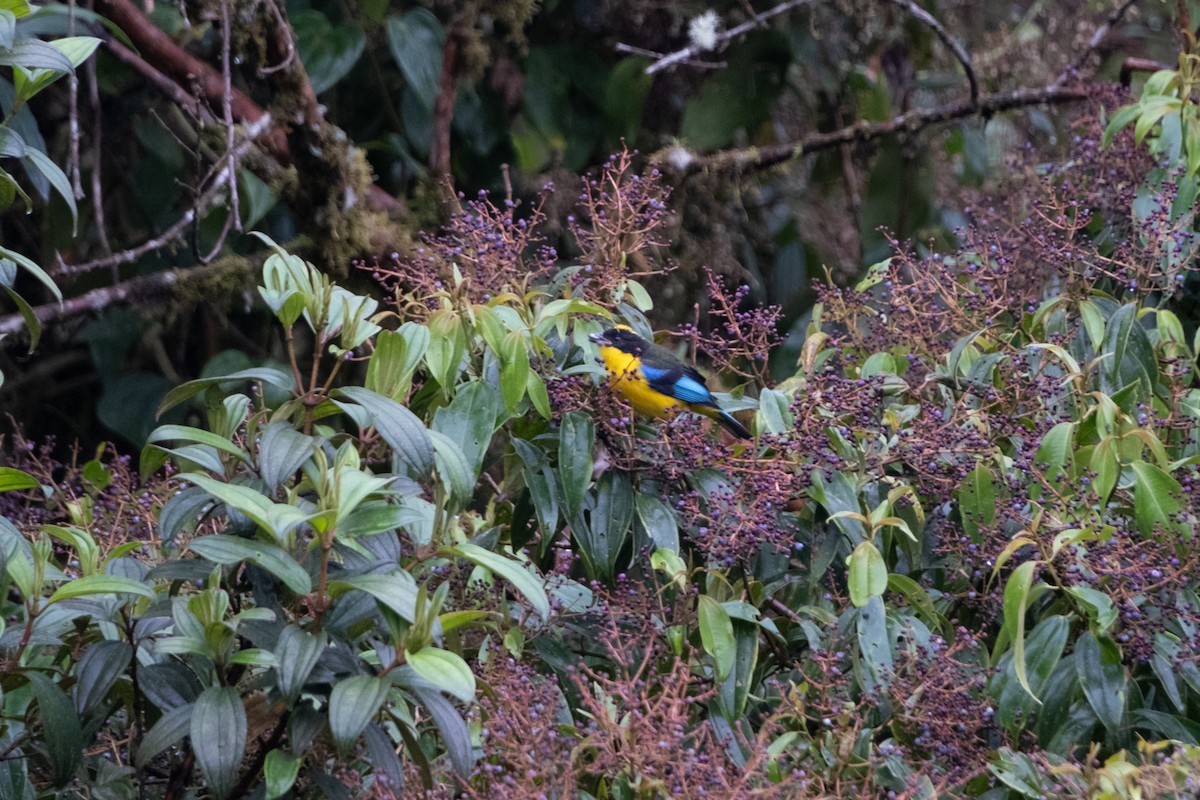 Blue-winged Mountain Tanager - ML639066624