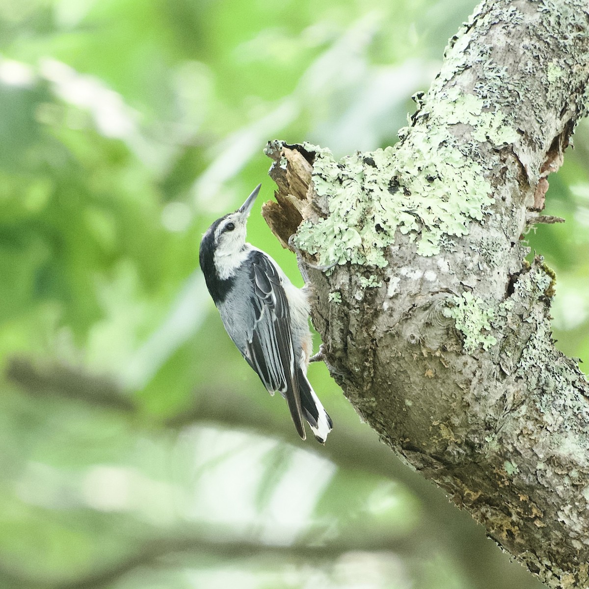 White-breasted Nuthatch - ML639066715