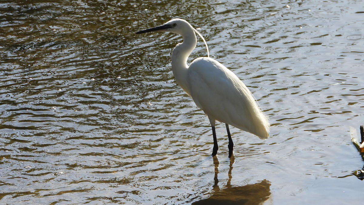 Little Egret - ML639066727