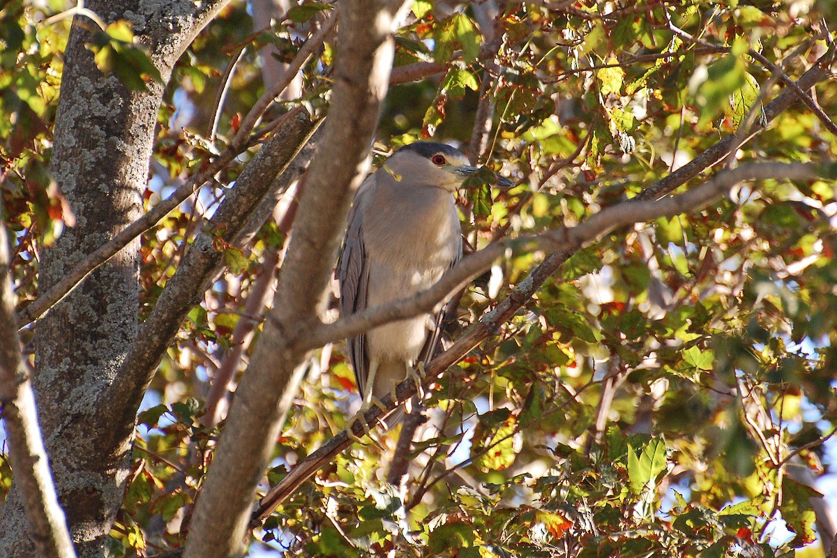 Black-crowned Night Heron - ML639066780