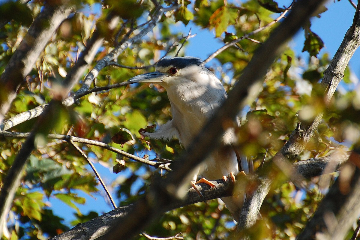 Black-crowned Night Heron - ML639066782