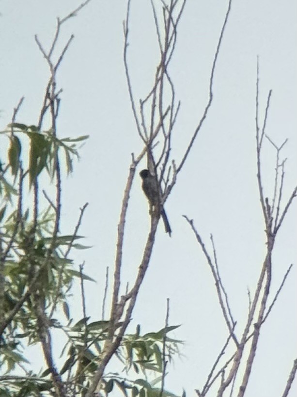 Ashy Minivet - ML639066796