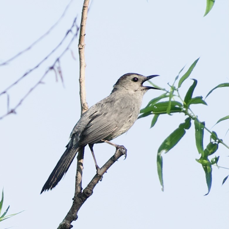 Miaulari grisa - ML639066811