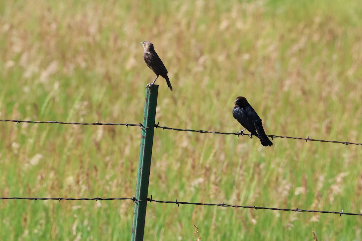 Brown-headed Cowbird - ML639066845