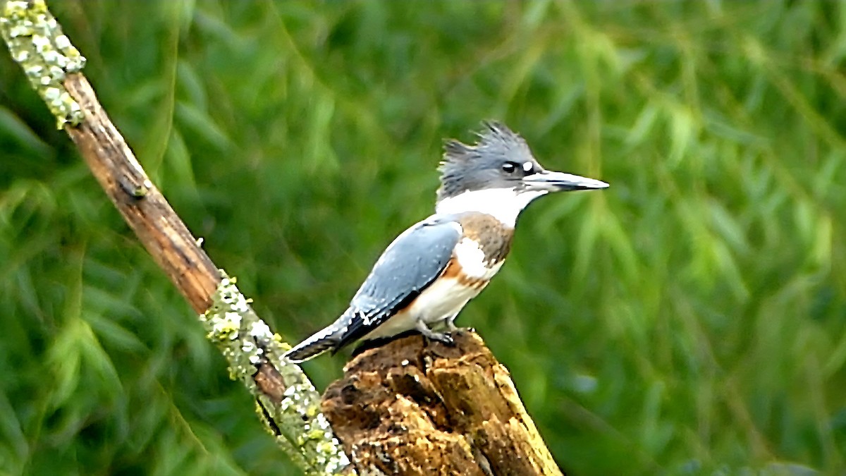 rybařík pruhoprsý - ML639066854