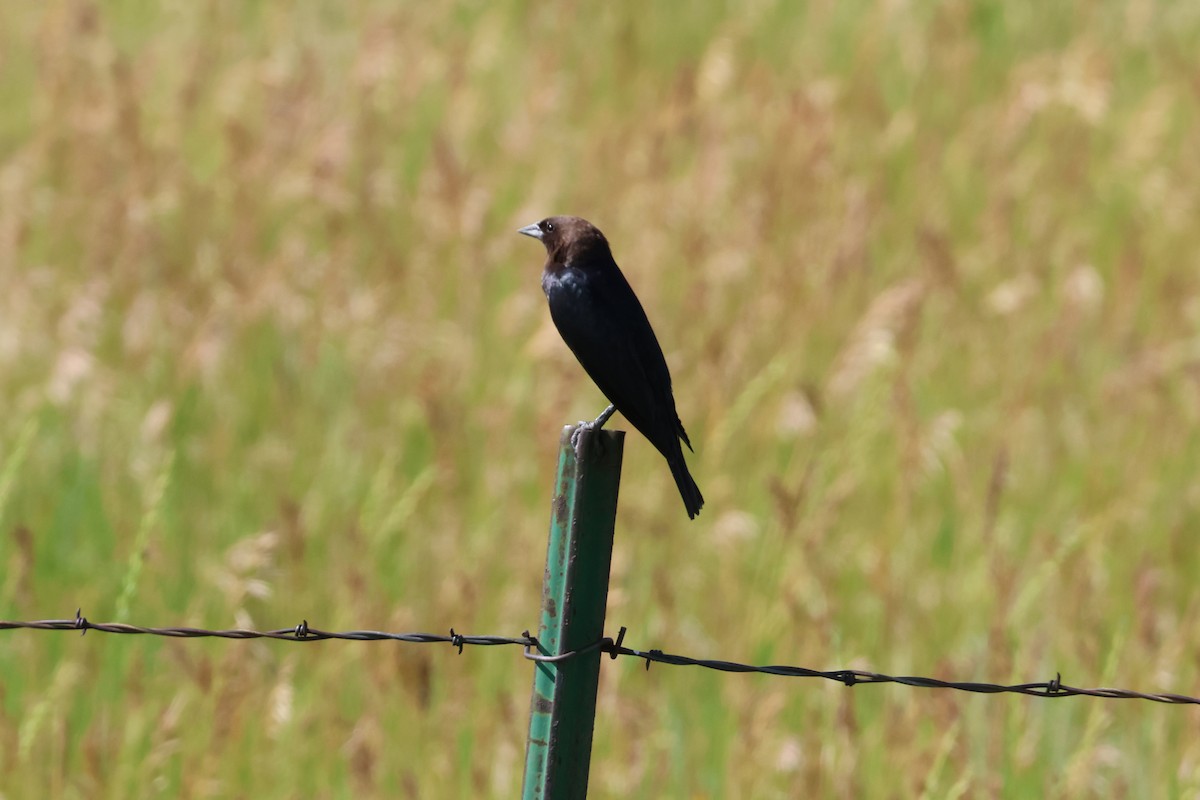 Brown-headed Cowbird - ML639066858