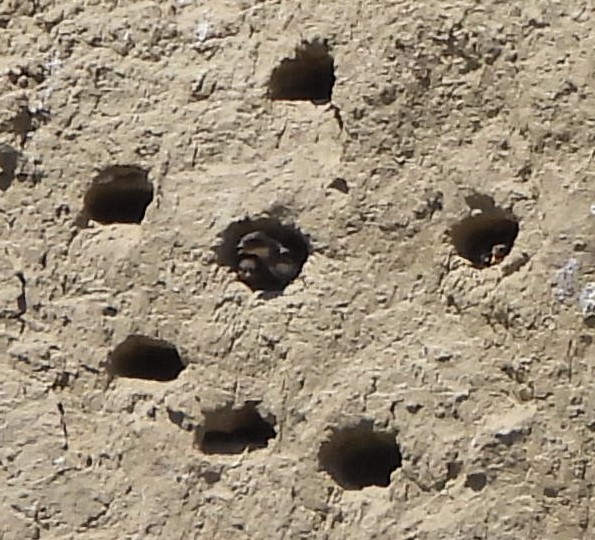 Bank Swallow - ML639066869
