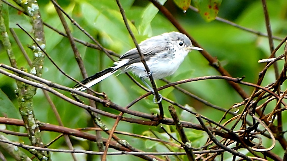 Blue-gray Gnatcatcher - ML639066899
