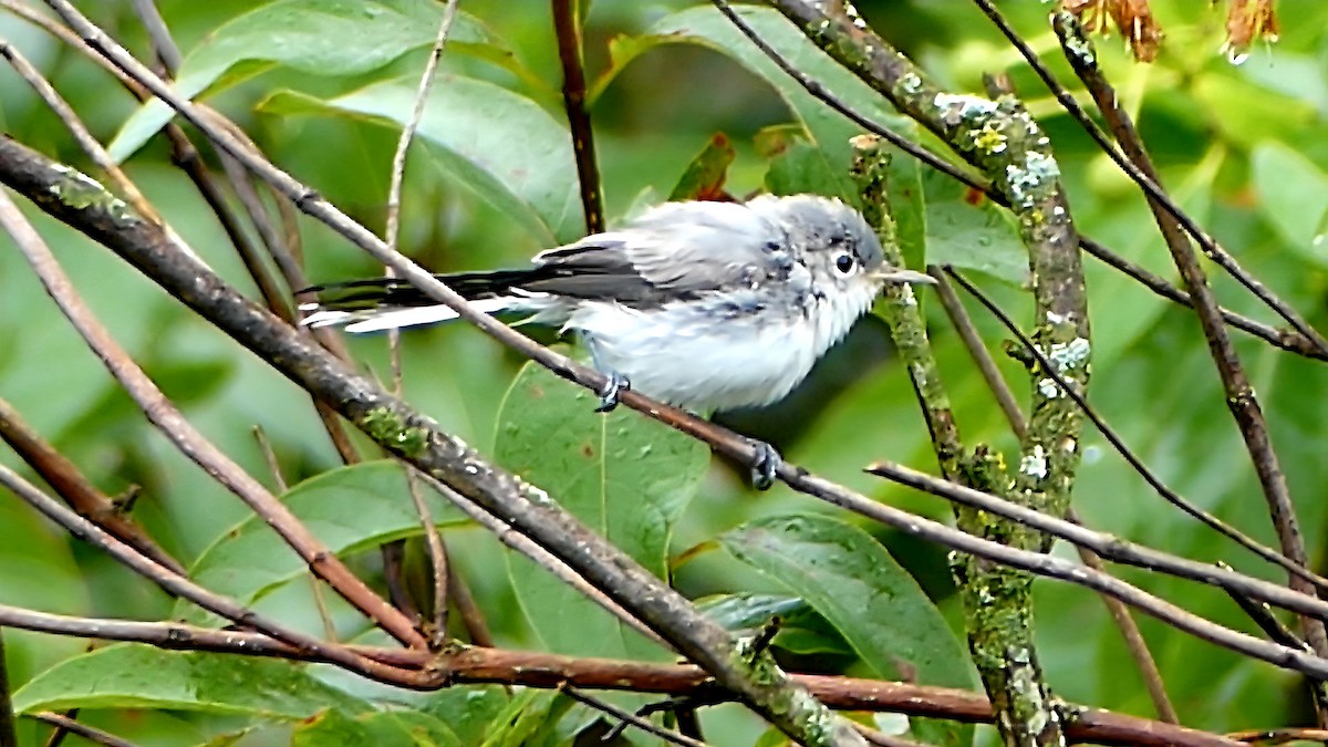 Blue-gray Gnatcatcher - ML639066900
