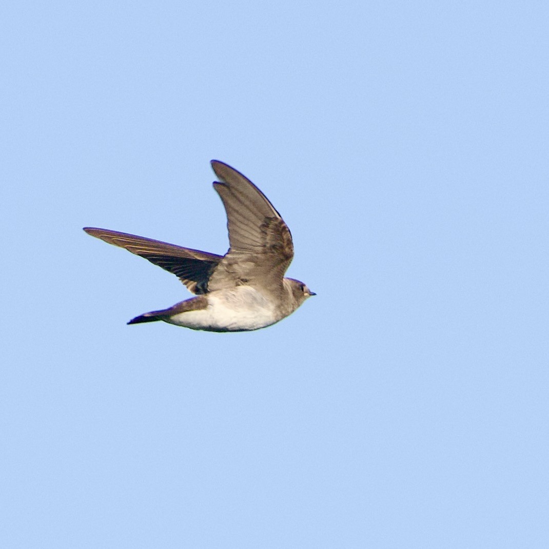 Northern Rough-winged Swallow - ML639066968