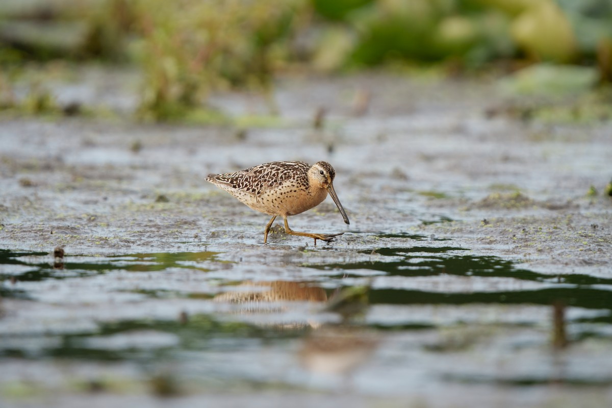 Short-billed Dowitcher - ML639066974