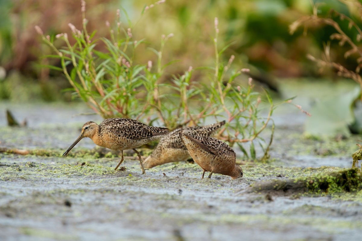 Short-billed Dowitcher - ML639066975