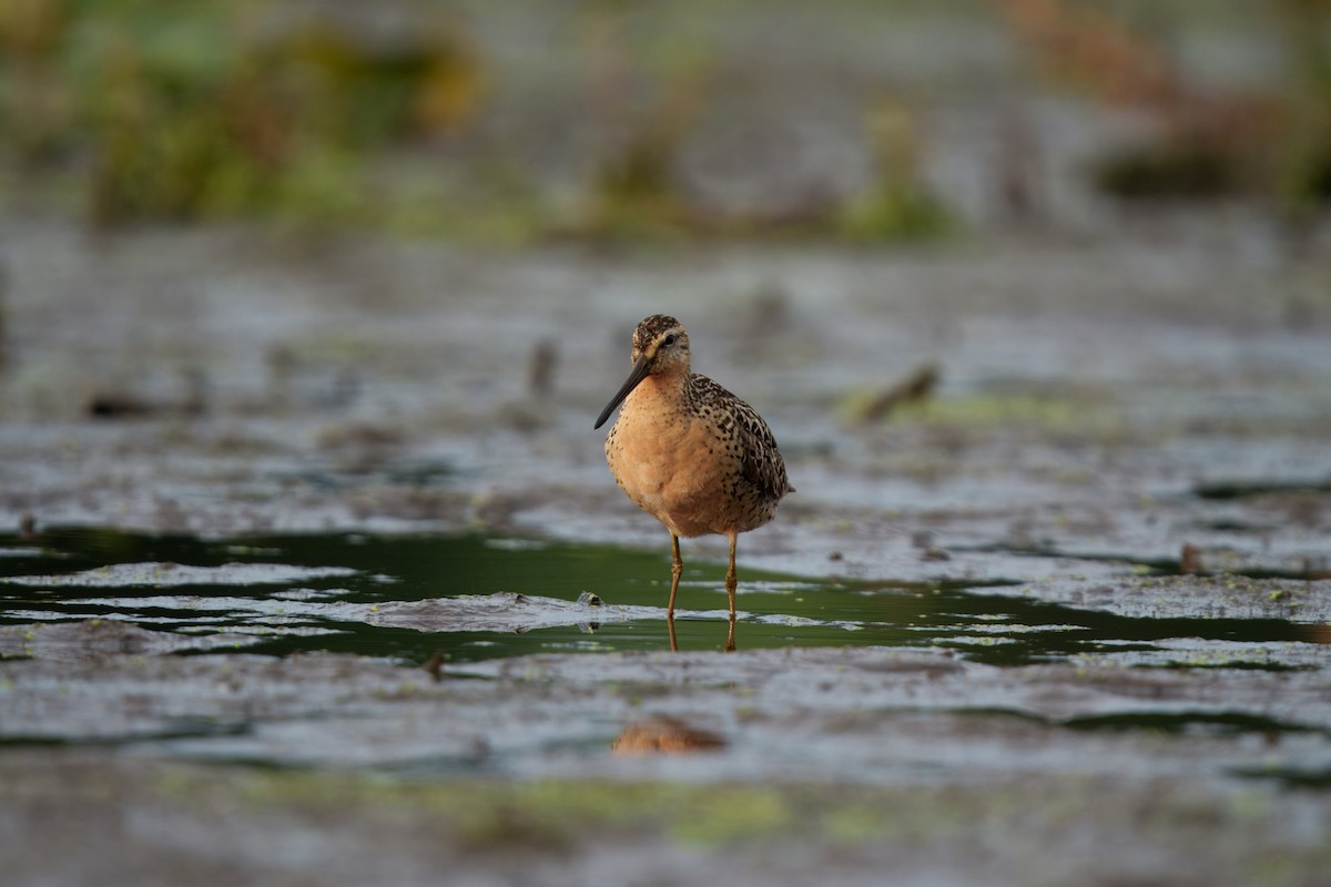 Short-billed Dowitcher - ML639066976