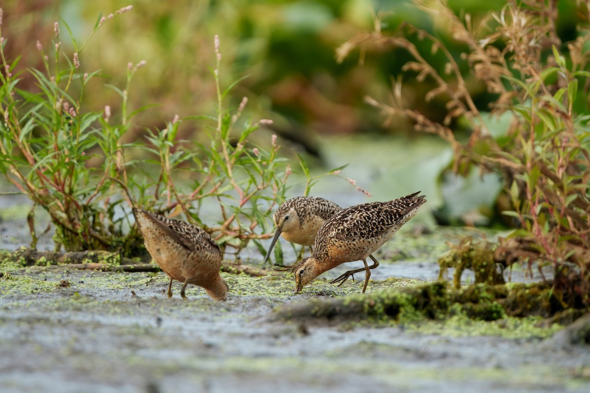 Short-billed Dowitcher - ML639066977