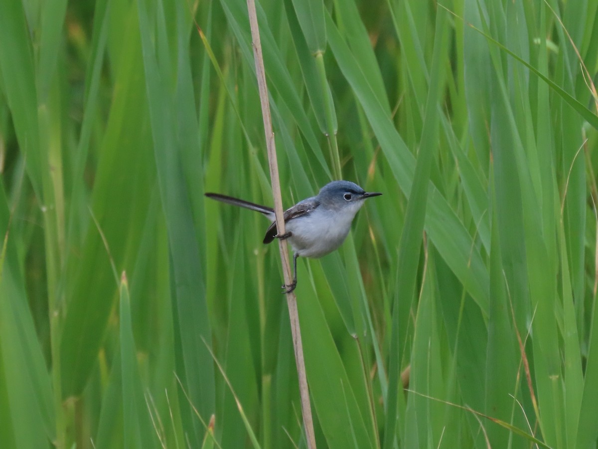 Blue-gray Gnatcatcher (Eastern) - ML639066985