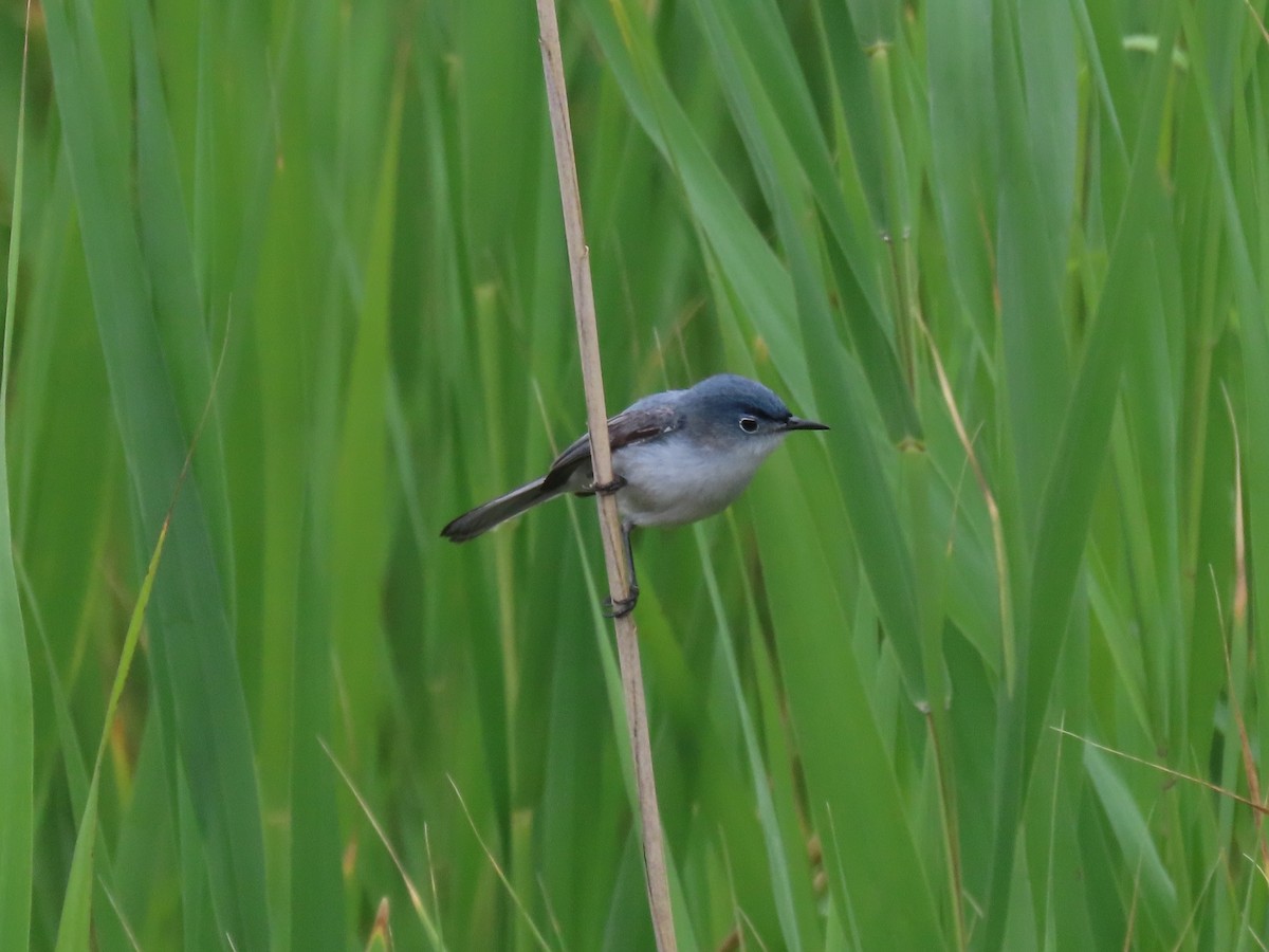 Blue-gray Gnatcatcher (Eastern) - ML639066986