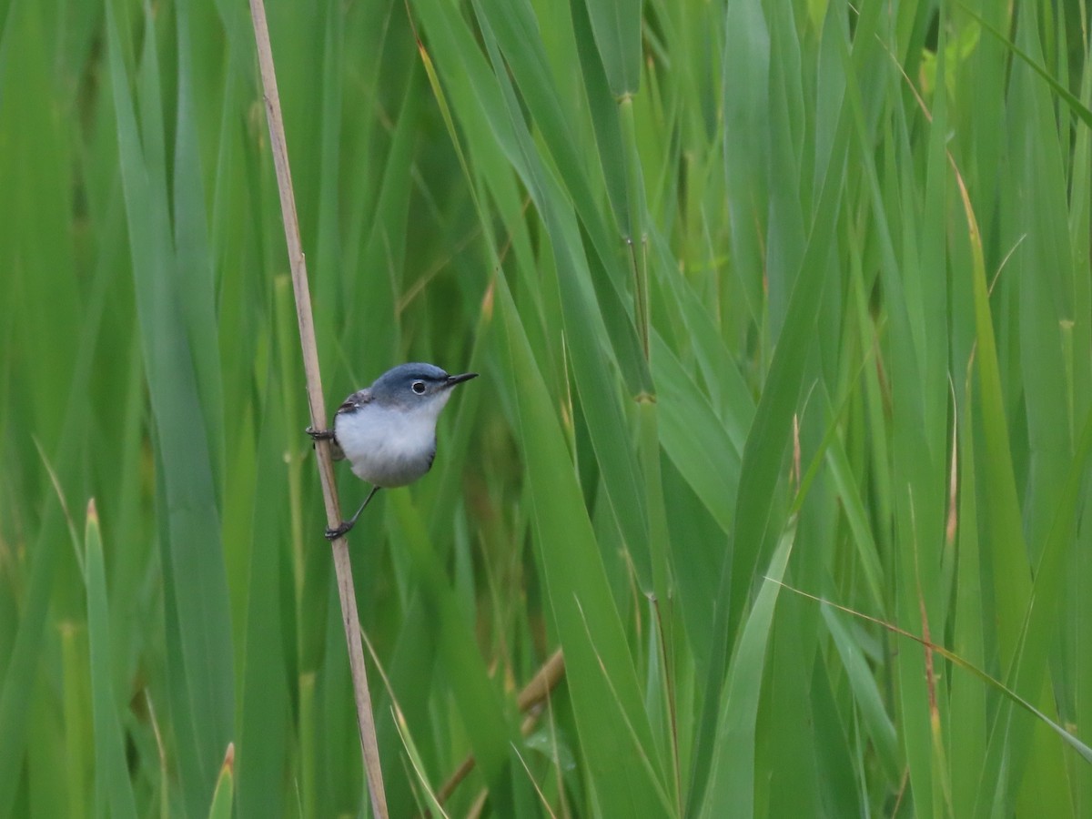 Blue-gray Gnatcatcher (Eastern) - ML639066988
