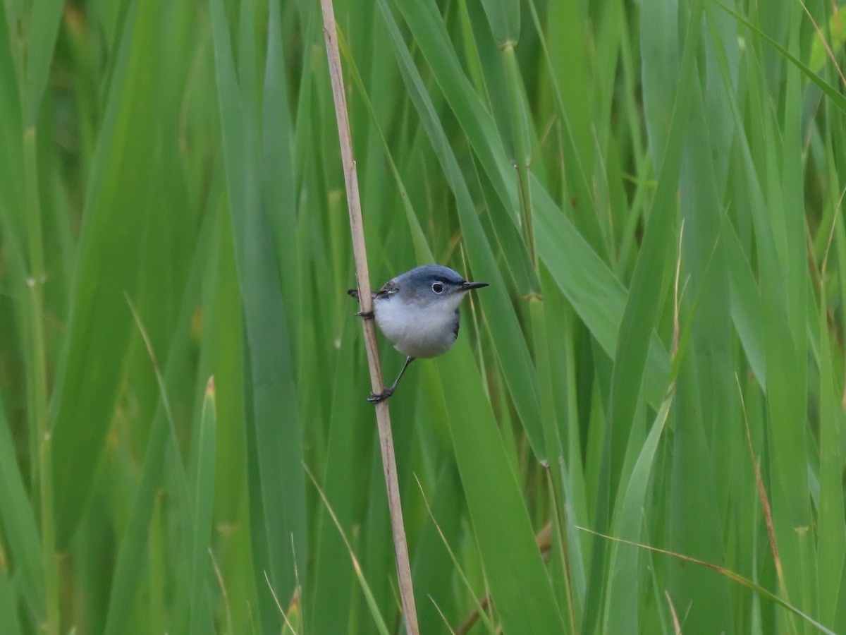 Blue-gray Gnatcatcher (Eastern) - ML639066989