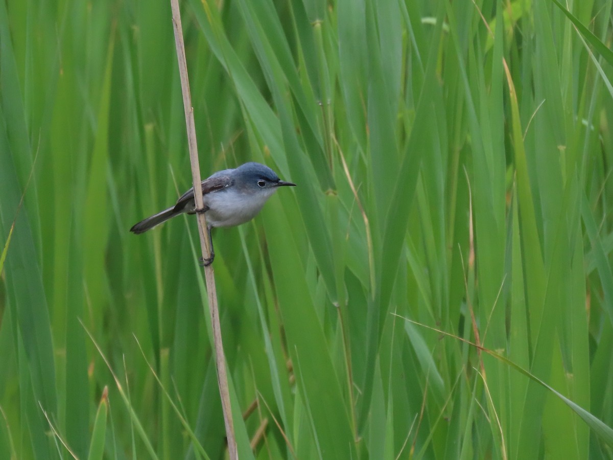Blue-gray Gnatcatcher (Eastern) - ML639066991