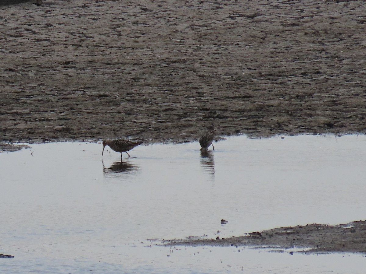 Long-billed Dowitcher - ML639067000