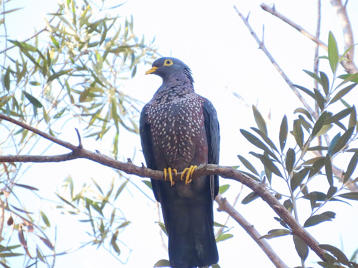 Rameron Pigeon - ML639067015