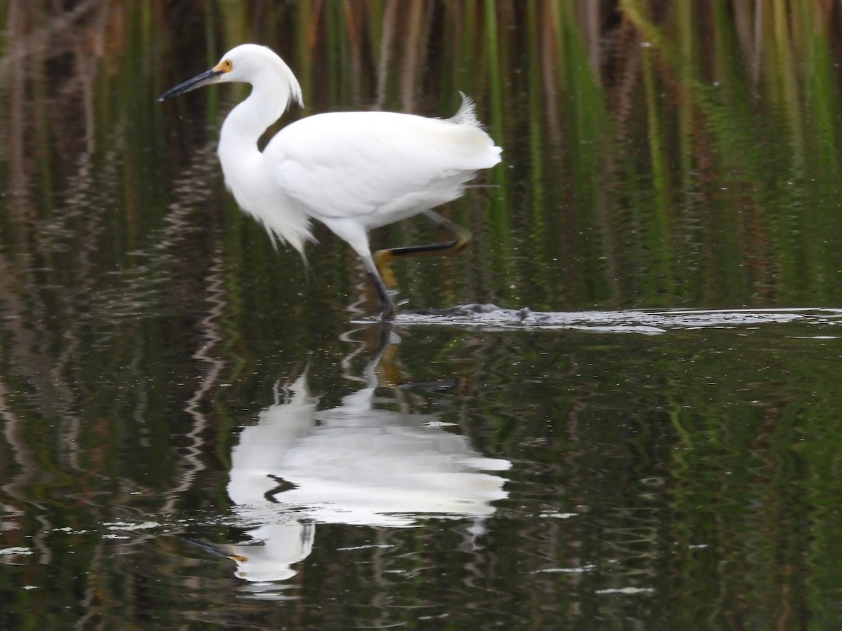 Snowy Egret - ML639067016
