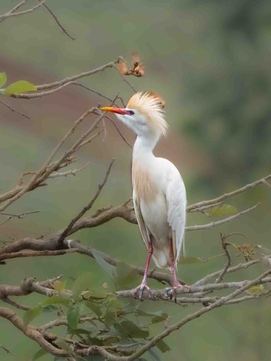 Western Cattle-Egret - ML639067026