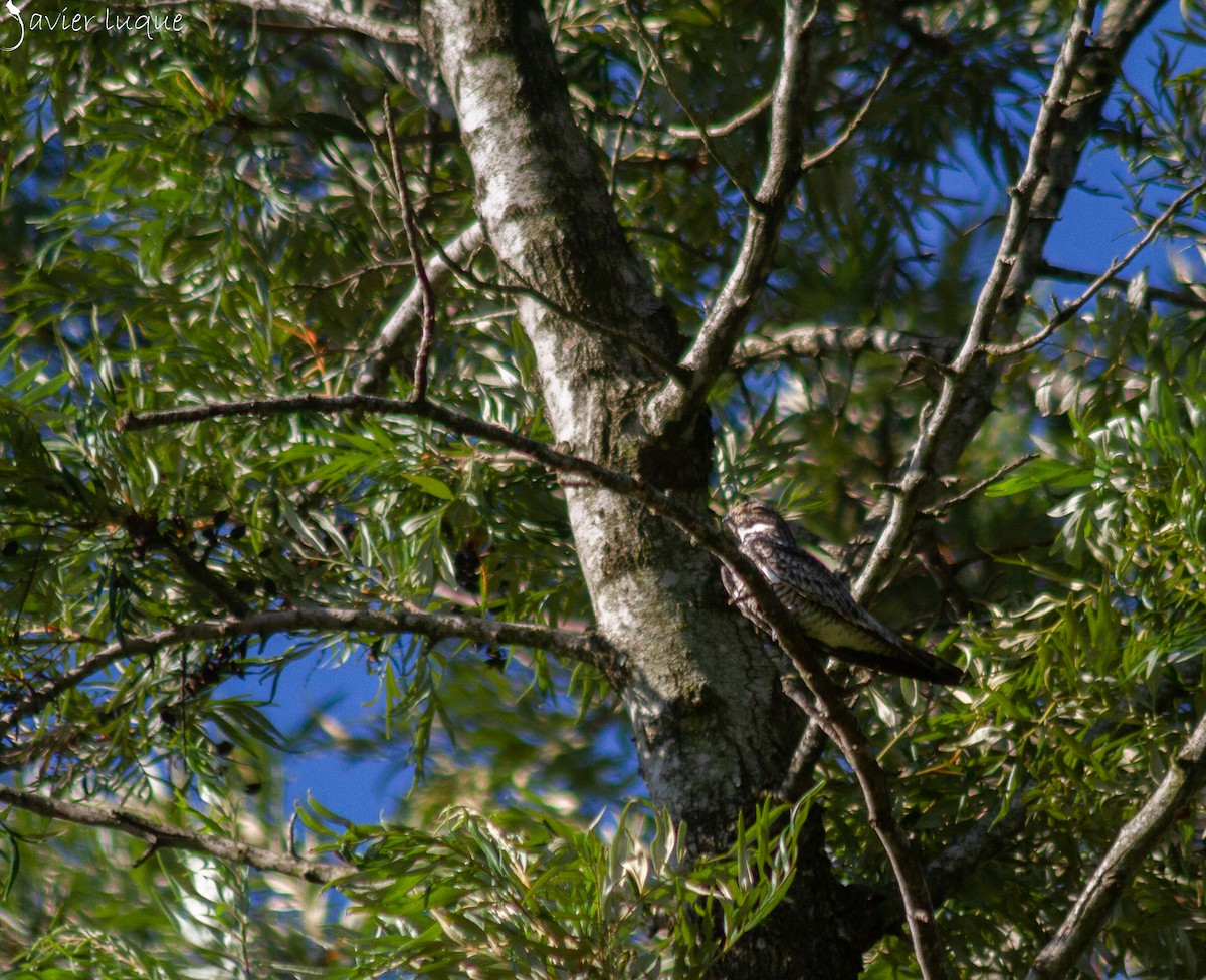 Common Nighthawk - ML639067027