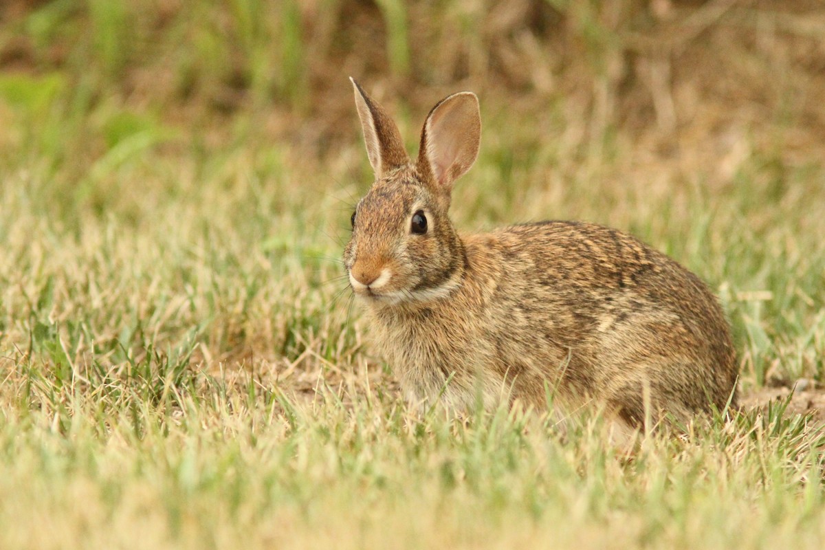 Eastern Cottontail - ML639067028
