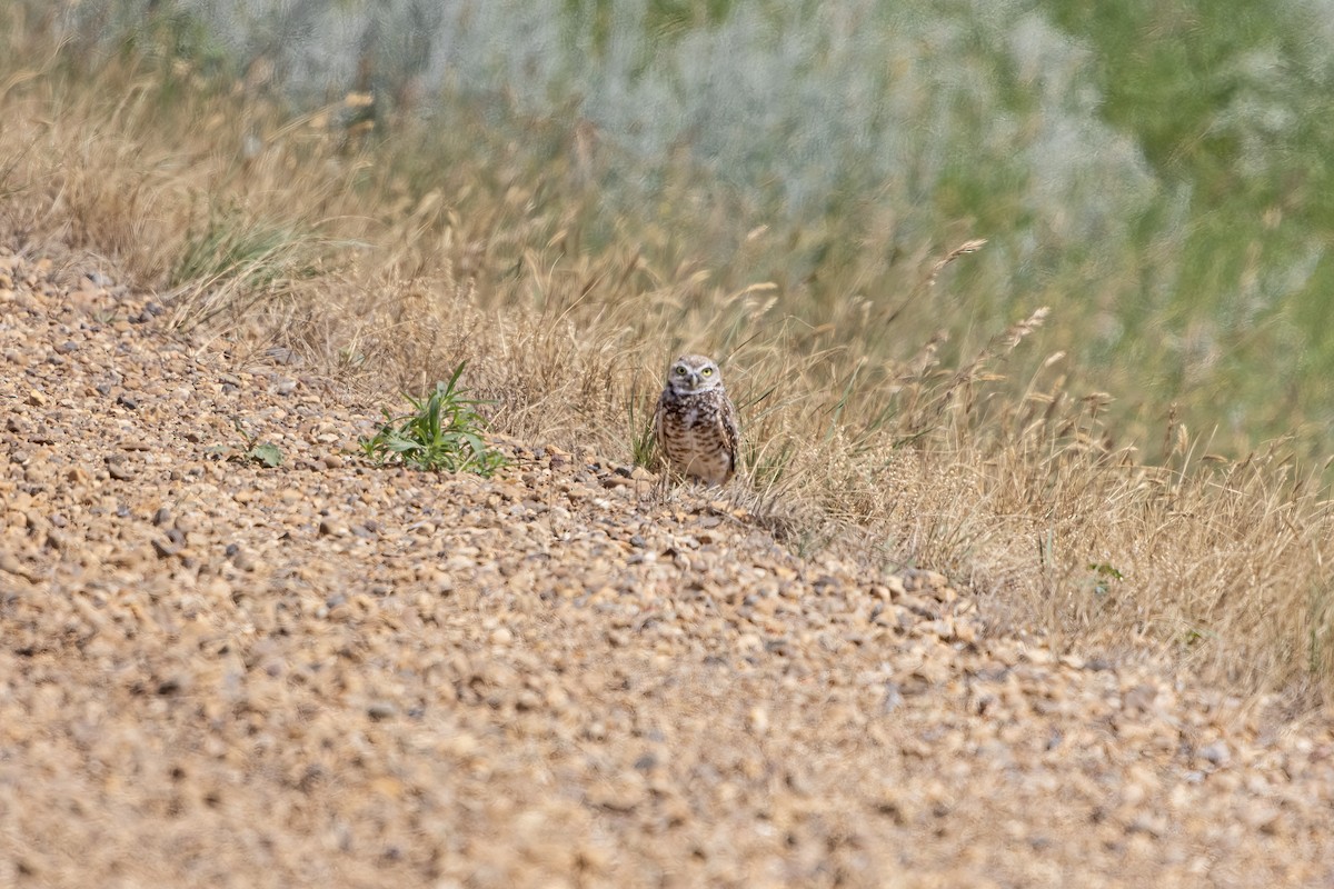 Burrowing Owl - ML639067029