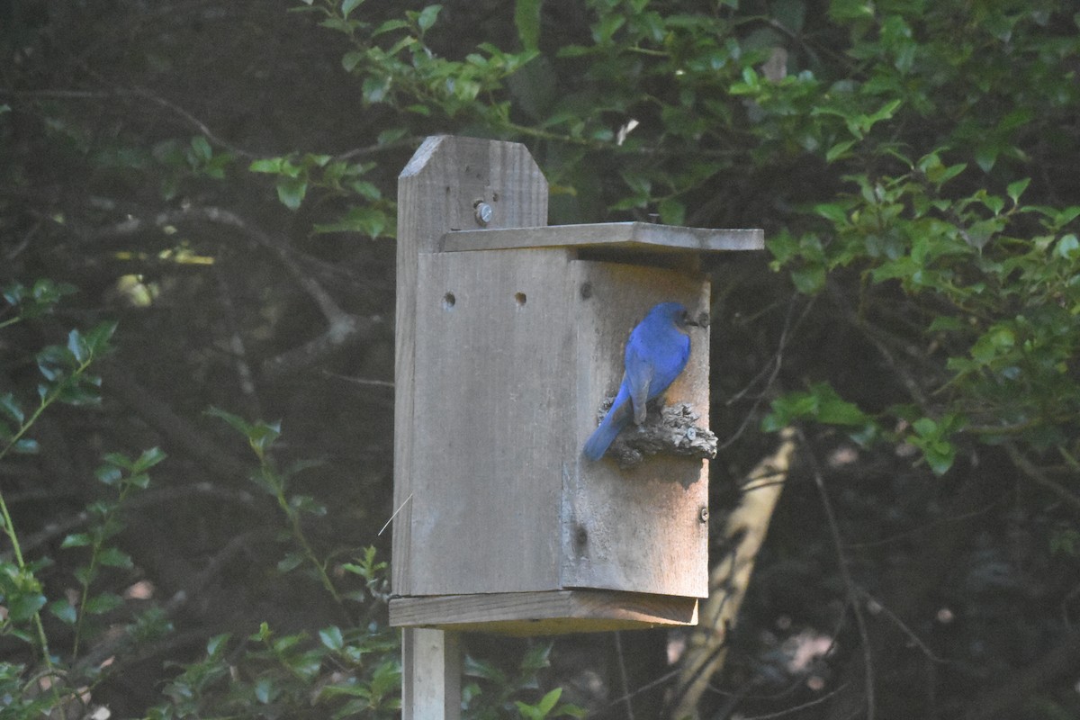 Eastern Bluebird - ML639067033