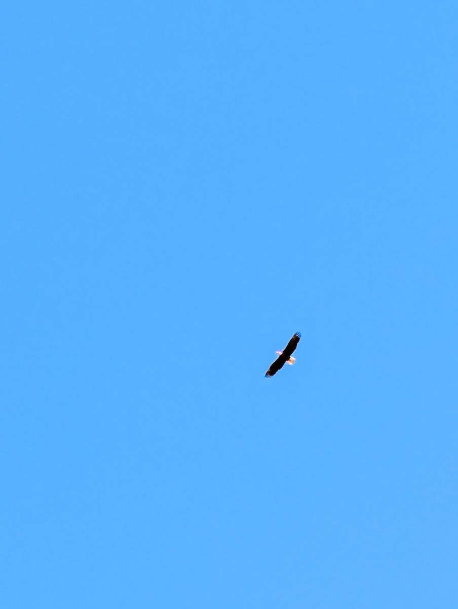 Bald Eagle - ML639067036