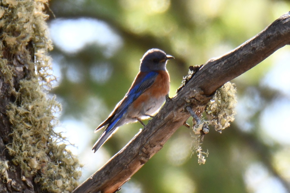 Western Bluebird - ML639067040