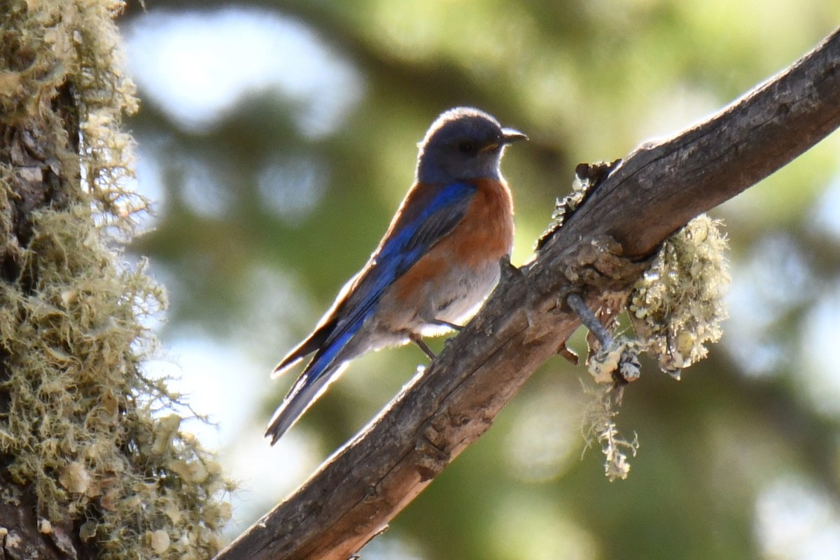 Western Bluebird - ML639067041