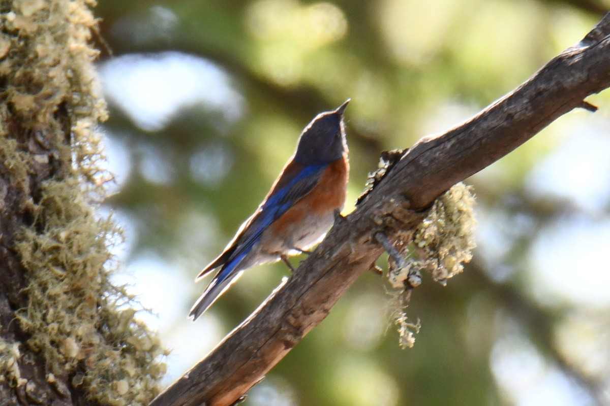 Western Bluebird - ML639067042