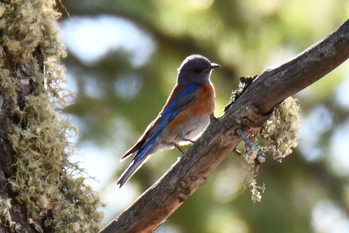 Western Bluebird - ML639067043