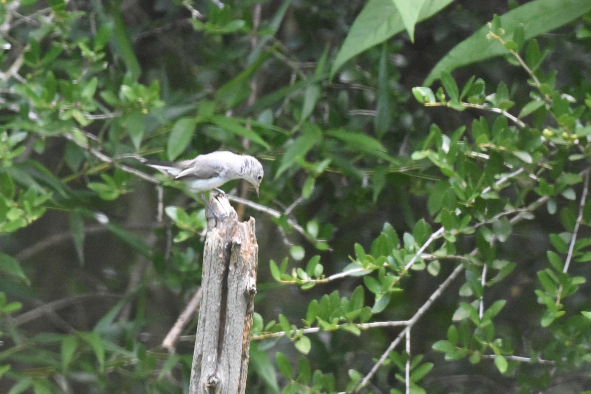 Blue-gray Gnatcatcher - ML639067096