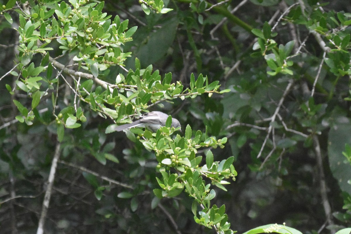Blue-gray Gnatcatcher - ML639067127