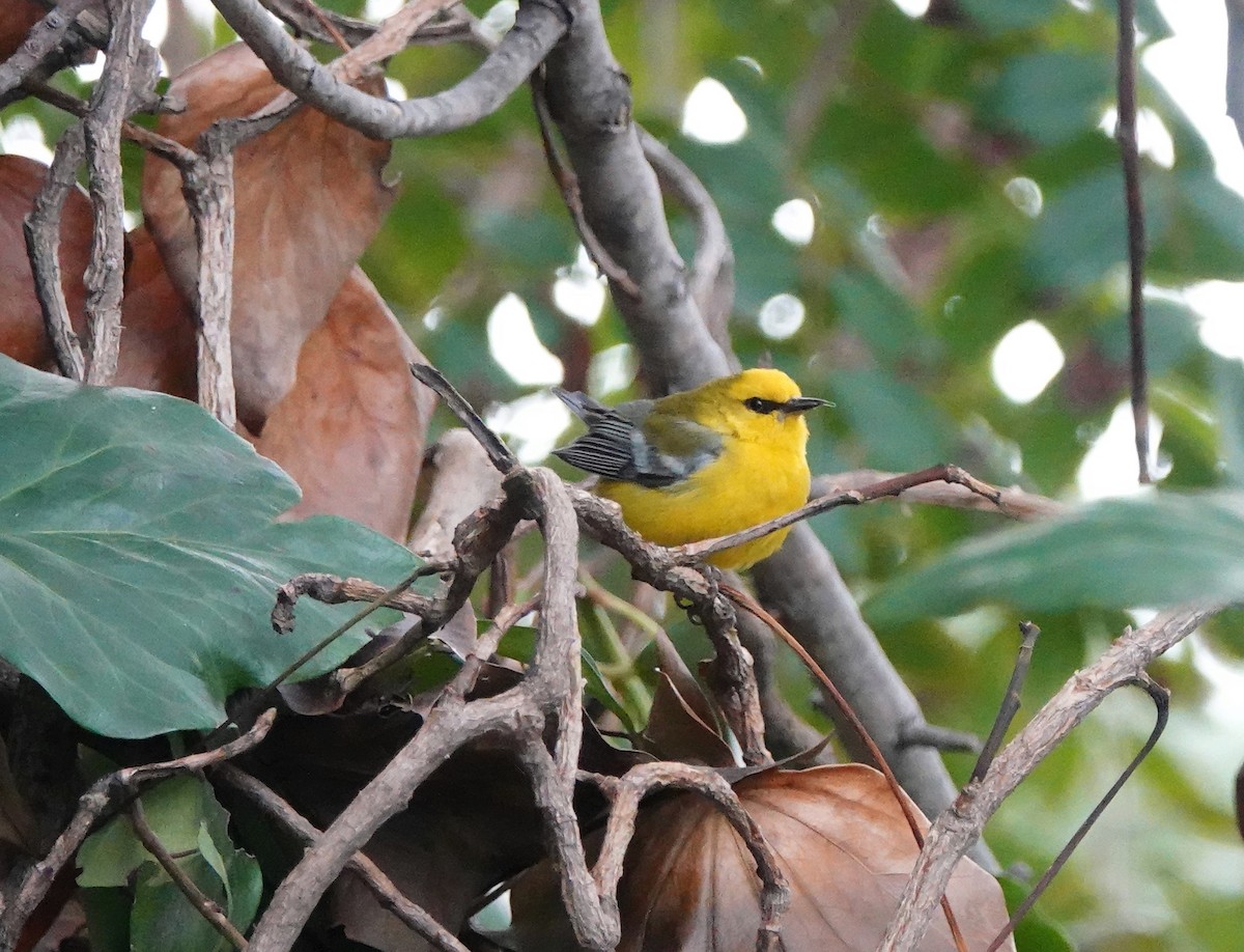 blåvingeparula - ML639067159