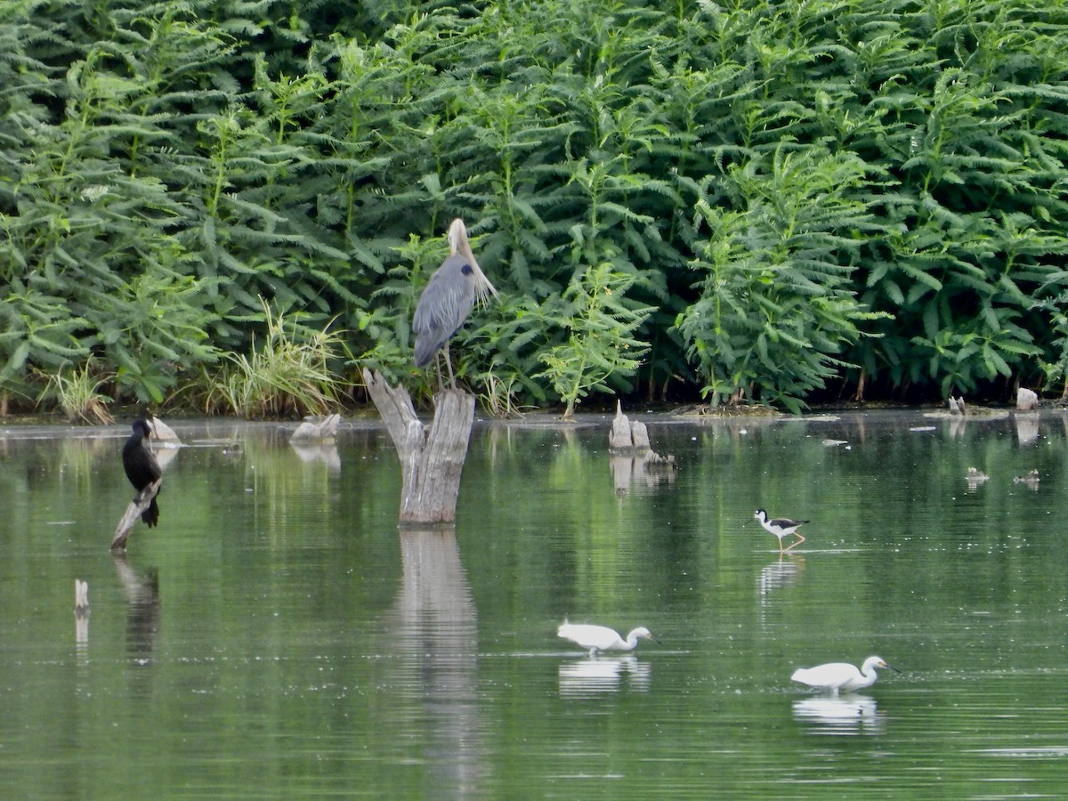 Great Blue Heron (Great Blue) - ML639067161