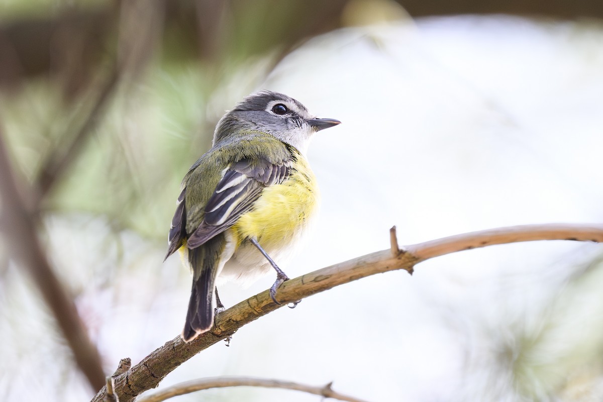 Blue-headed Vireo - ML639067167