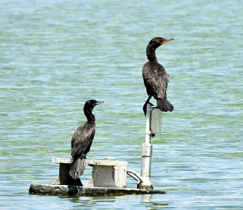 Cormoran à aigrettes - ML639067201