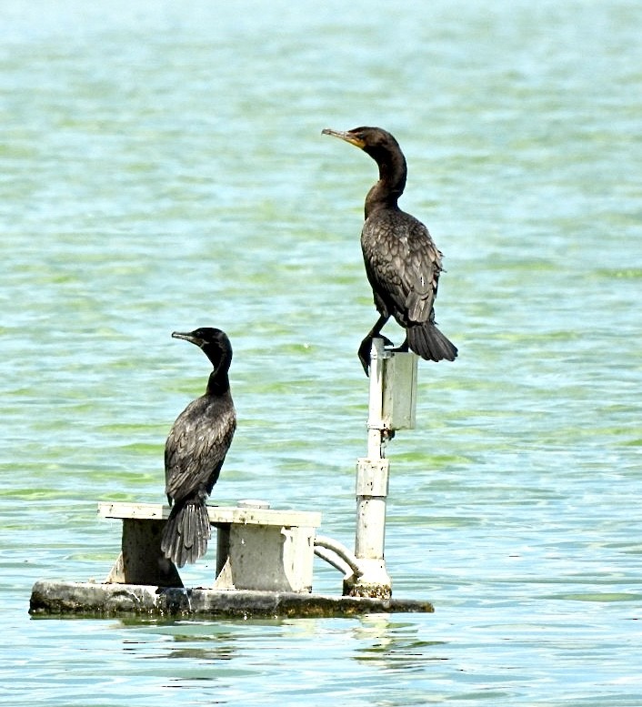 Cormoran à aigrettes - ML639067202