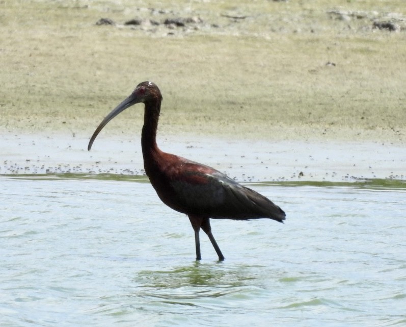 White-faced Ibis - ML639067273